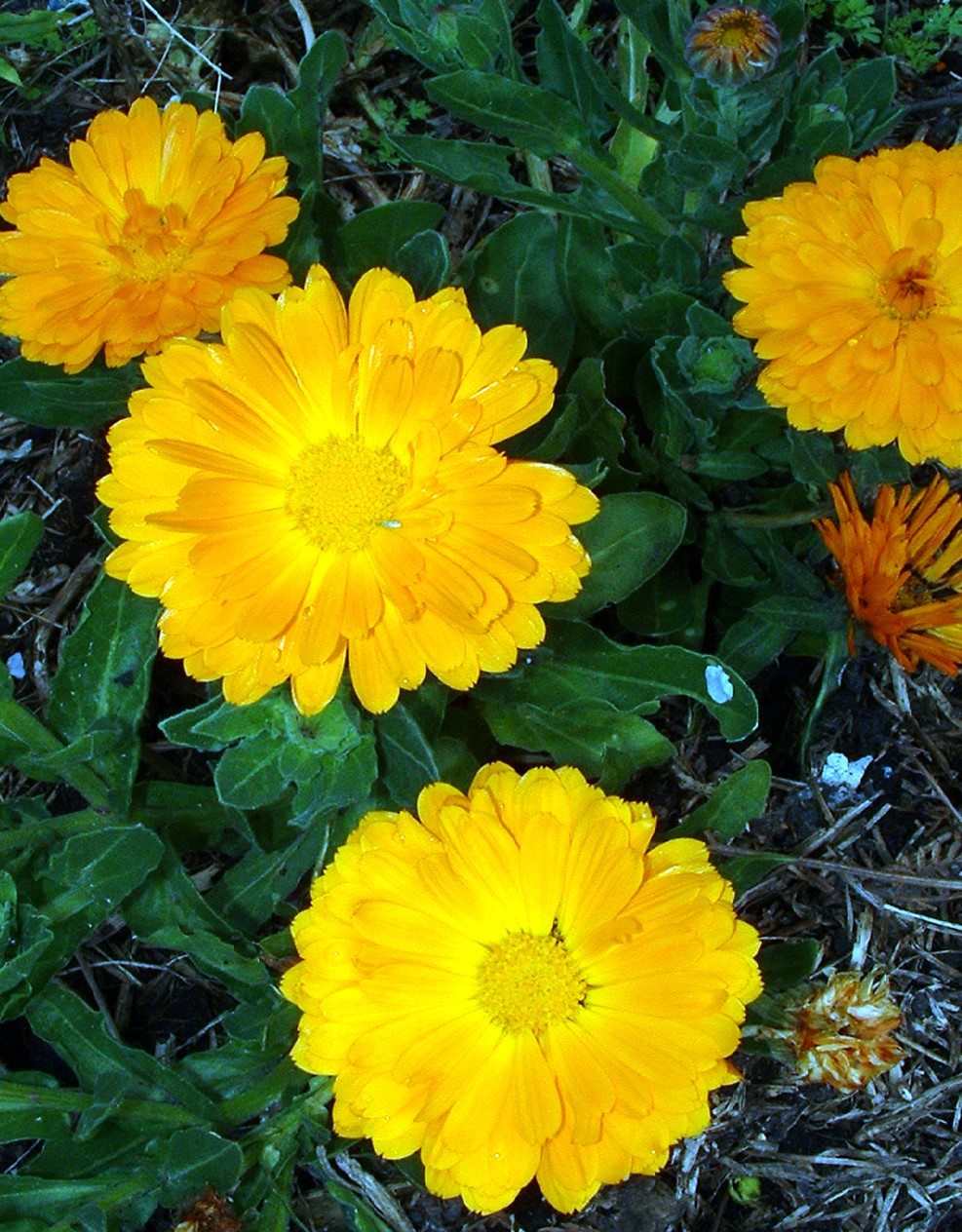 english-marigold-seeds-cottage-garden-seed